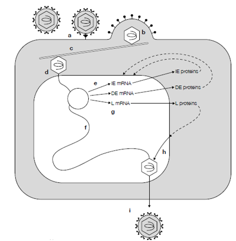 2481_Genome expression and replication.png